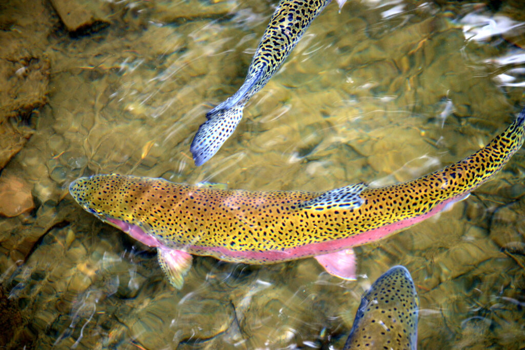 Photo of Trout in the Water