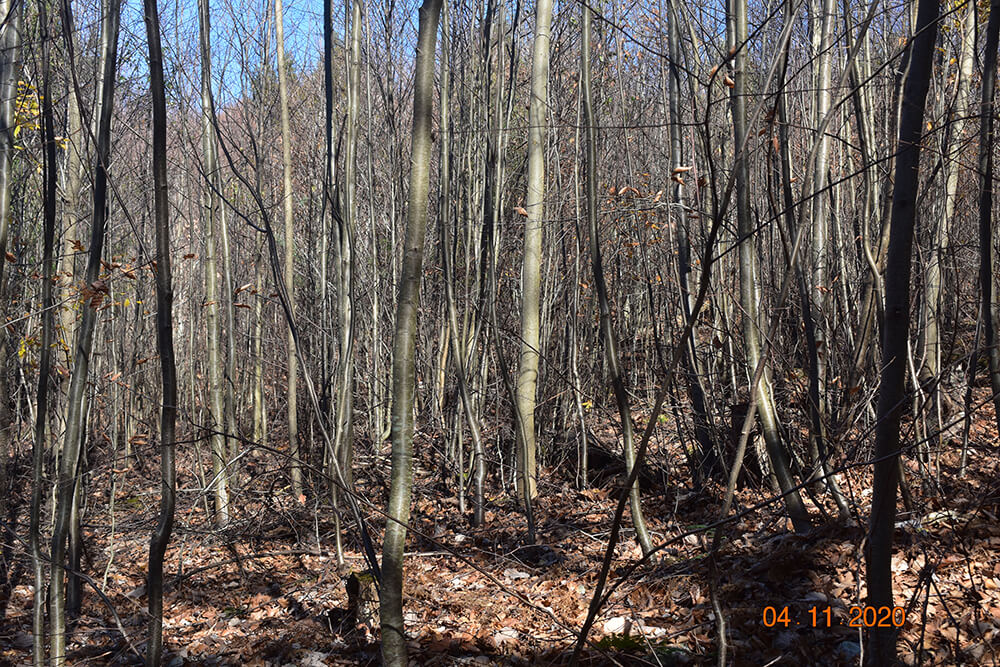 Area Before Habitat Work