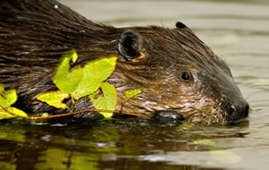 Beaver swimming with birch twig