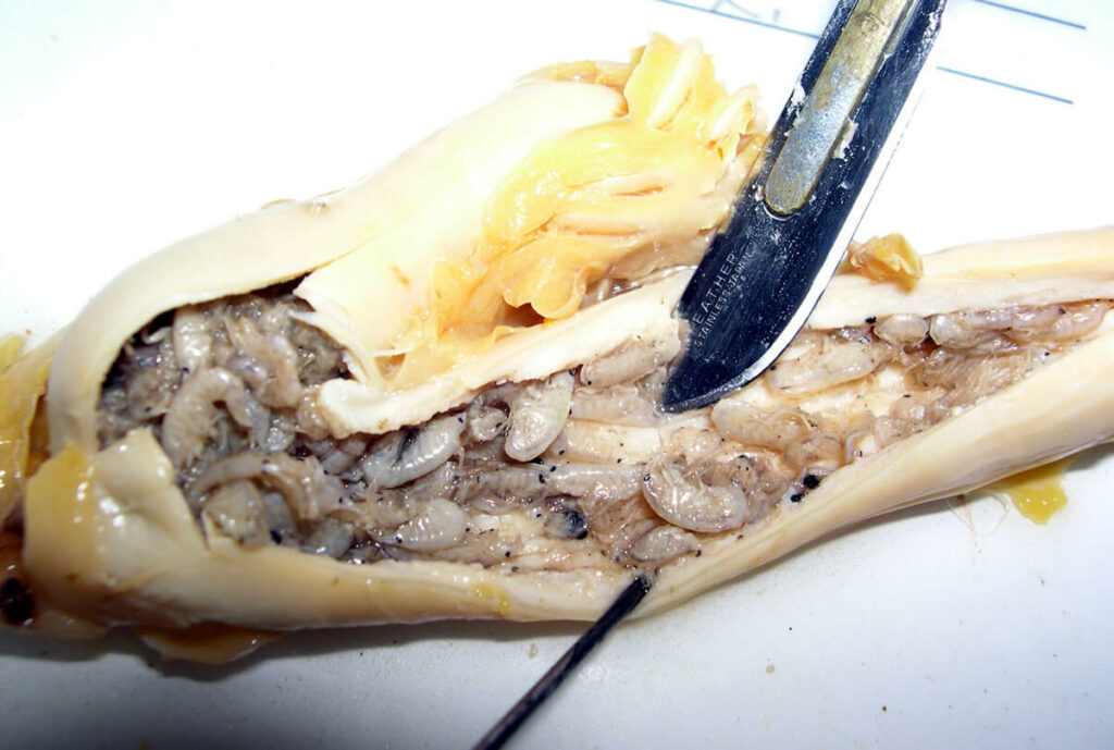 Lake Trout stomach filled with scuds 