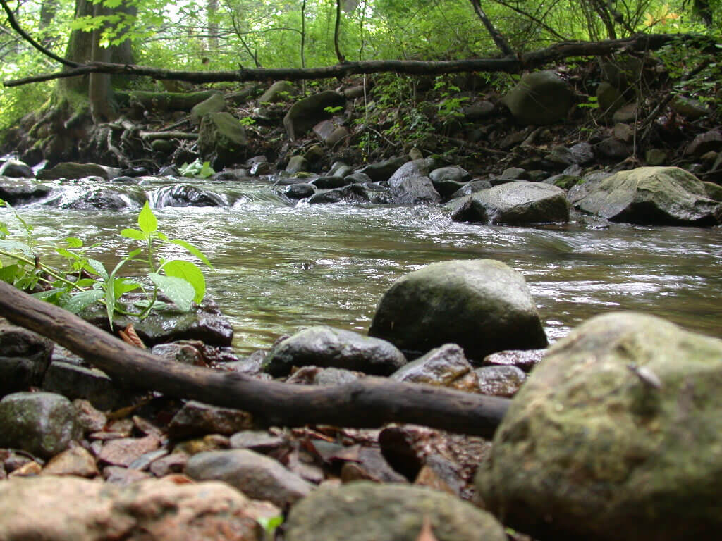 Willoghby Brook - A Wild Trout Stream