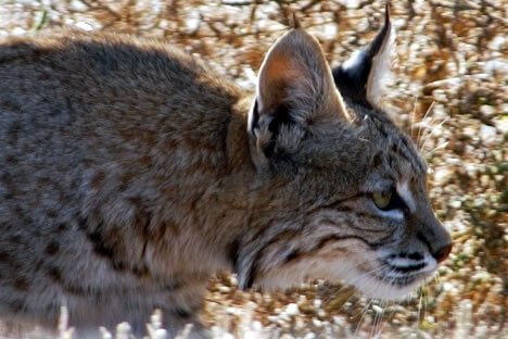 Bobcat