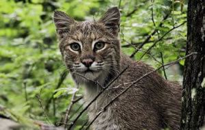 Bobcat