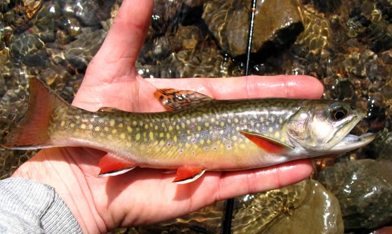 Wild brook trout