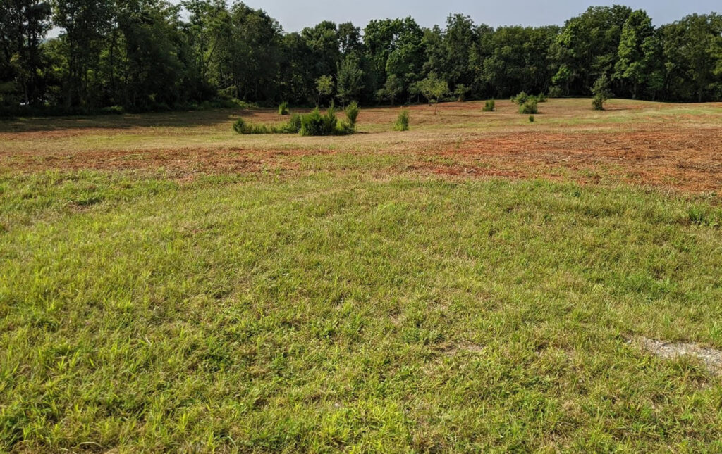Replanted field at Columbia WMA