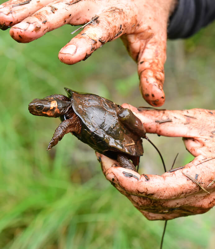 Bog Turtle