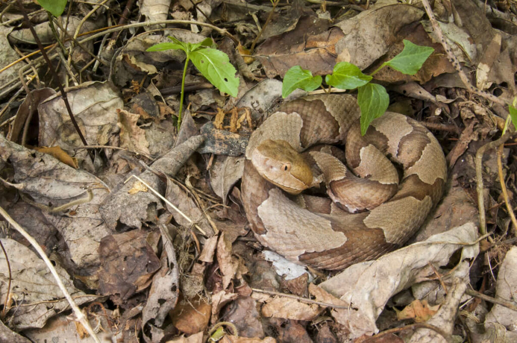 Copperhead