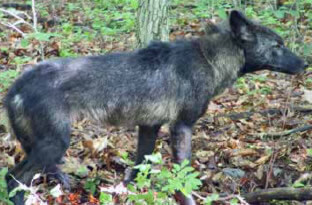 Coyote