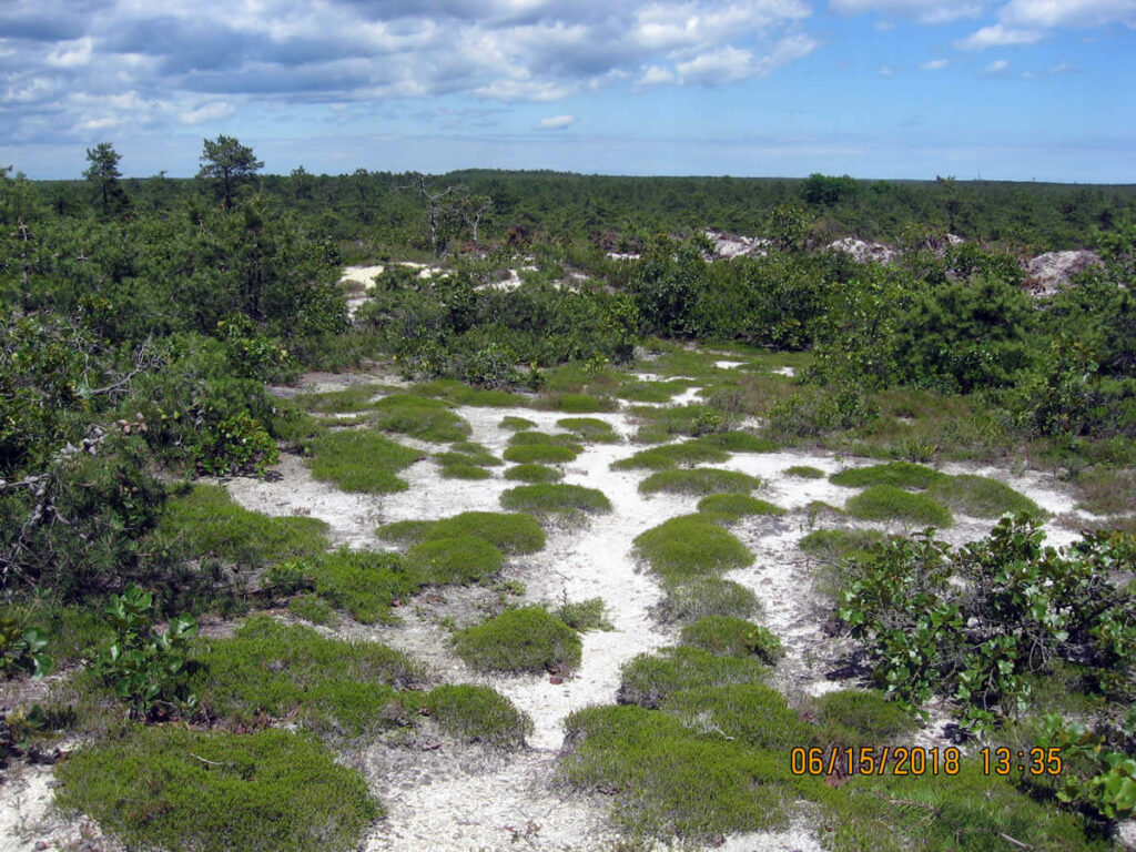 Broom crowberry colonizing old scrape