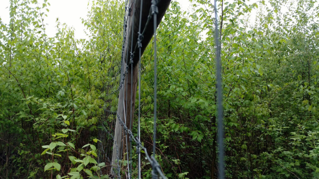 Deer exclosure fencing