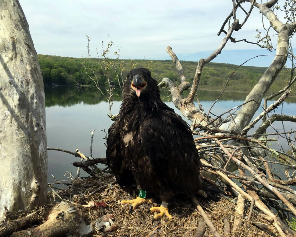 Bald Eagle chick on nest at Merrill Creek Resevoir