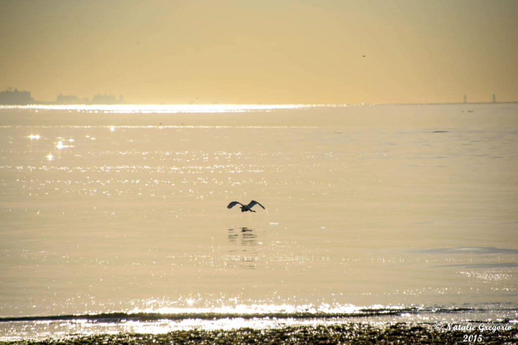 Edward Egret in flight