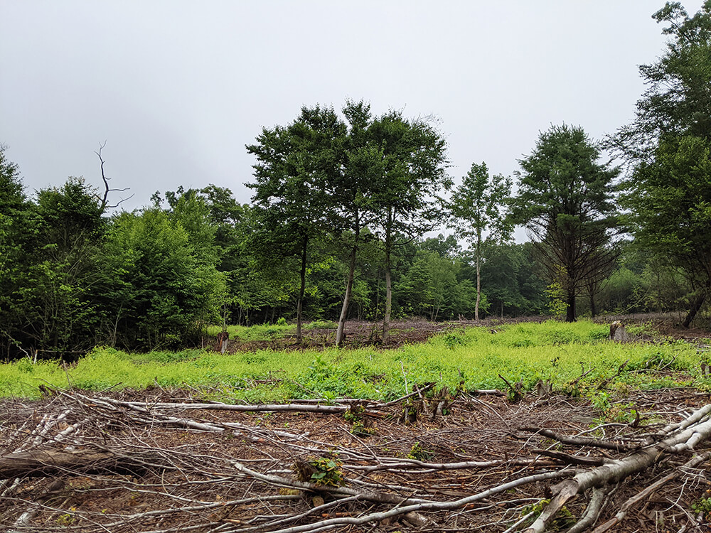 Area After Habitat Work
