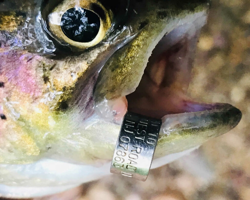 Jaw tag close-up