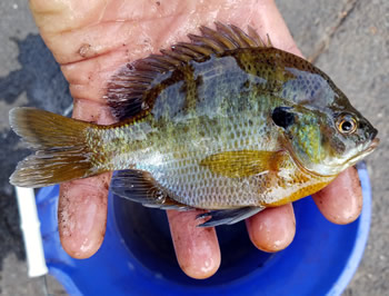 hofnod_essexsunfish