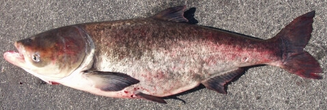 Bighead Carp