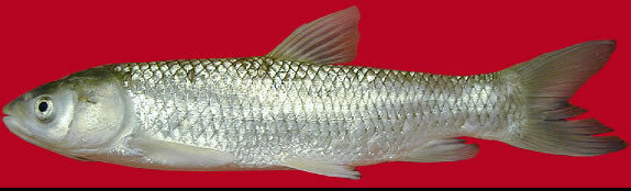 Grass Carp