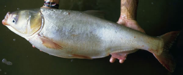 Silver Carp