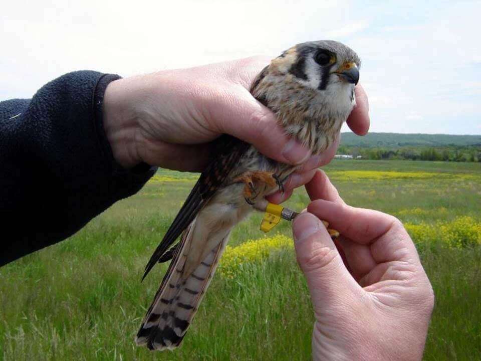 Banded kestrel