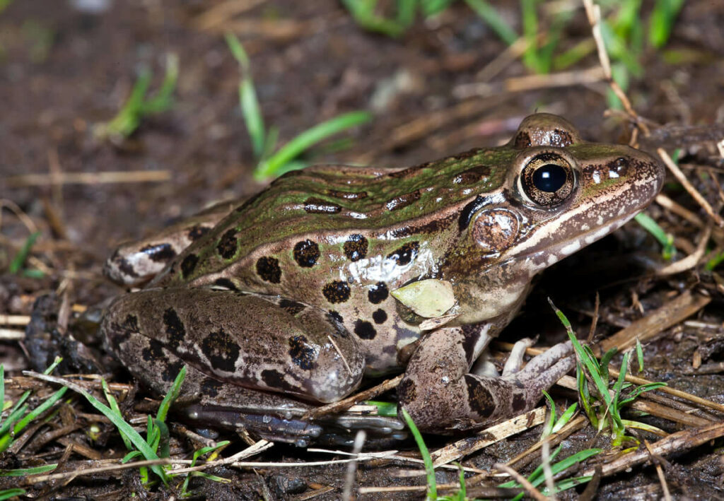 Atlantic Coast Leopard Frog