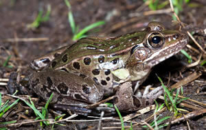 Atlantic Coast Leopard Frog