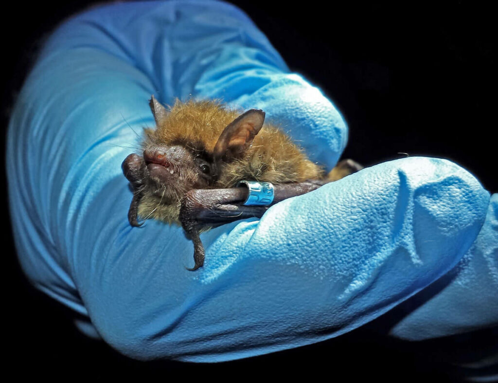 Little Brown Bat
