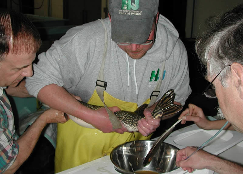 Stripping northern pike