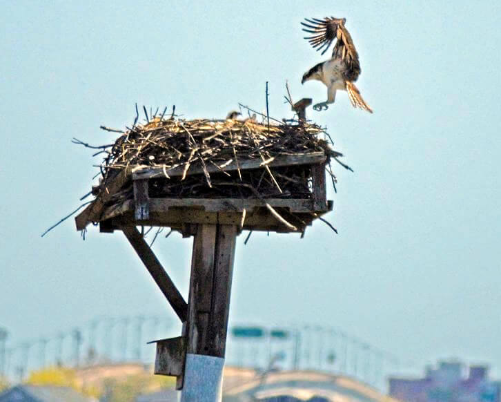 Osprey landing on nest