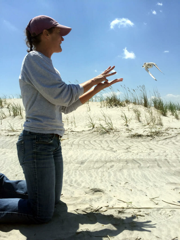 Releasing Piping Plover