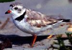 Piping Plover