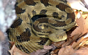 Timber Rattlesnake