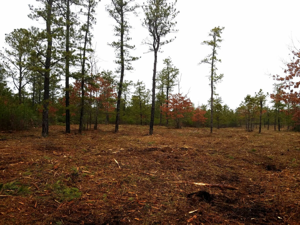 Replanted cleared area