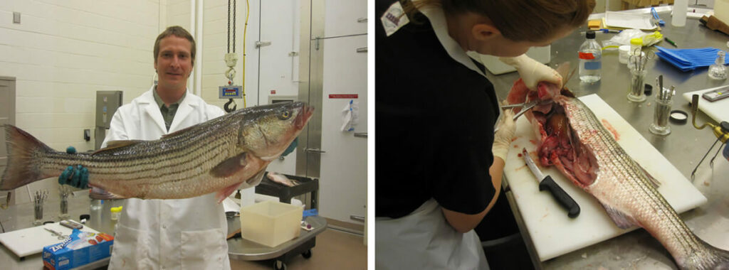 Striped bass in lab