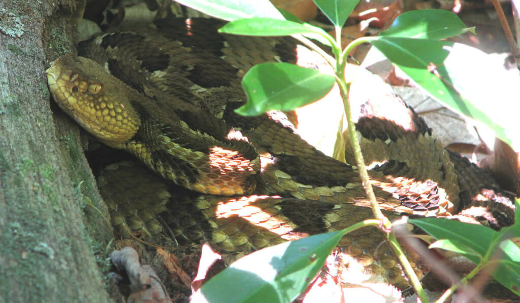 Timber Rattlesnake