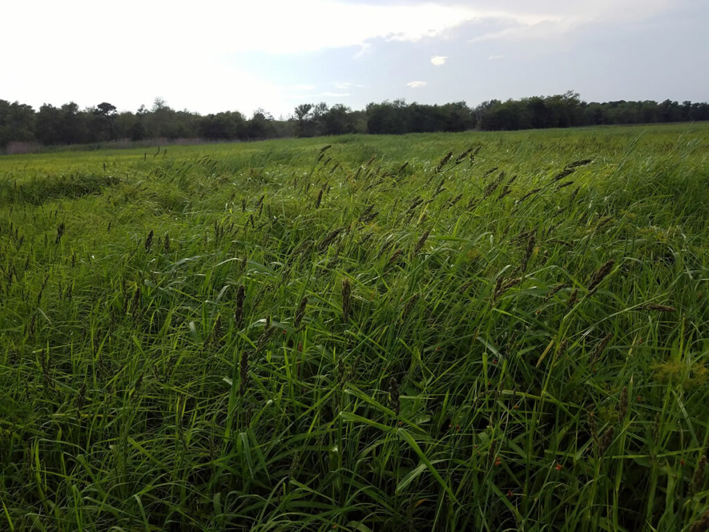 Seed heads provide waterfowl with high quality forage.