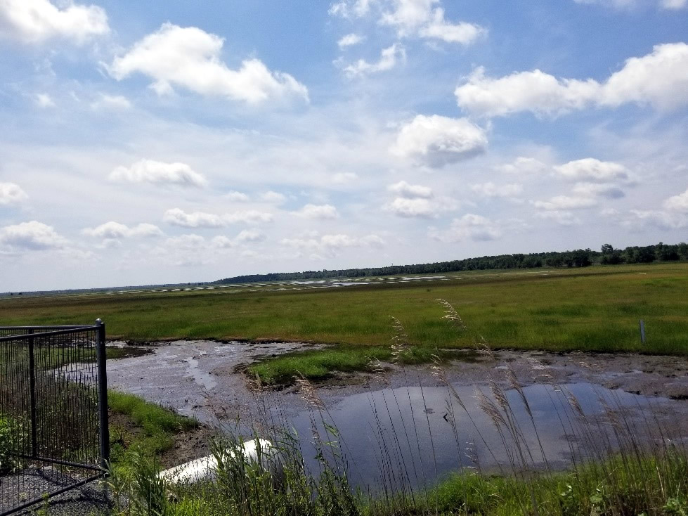 Mallard impoundmnet months after seeding
