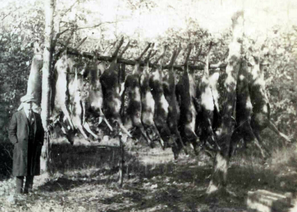 Deer from poaching operation