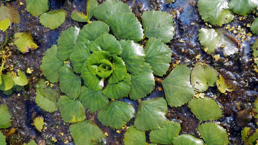 Water Chestnut
