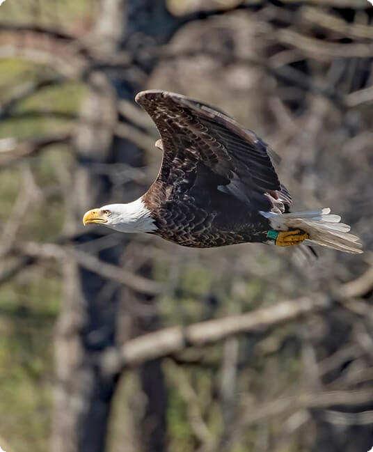Bald Eagle