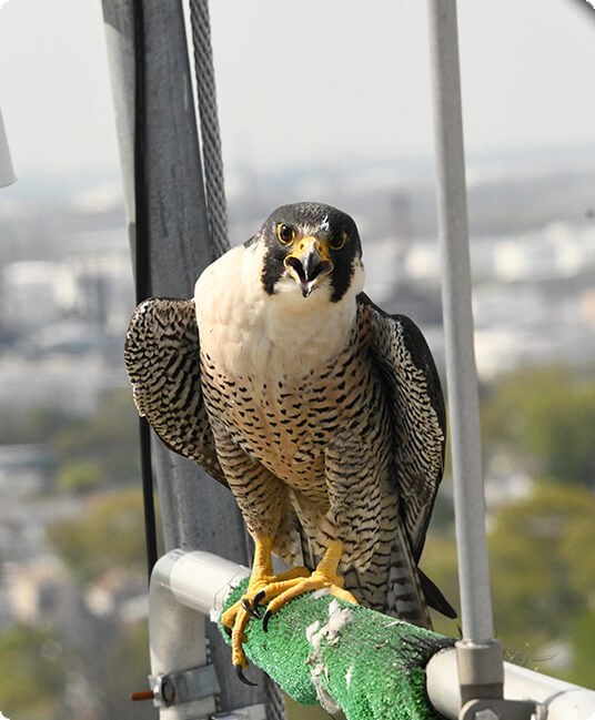 Peregrine