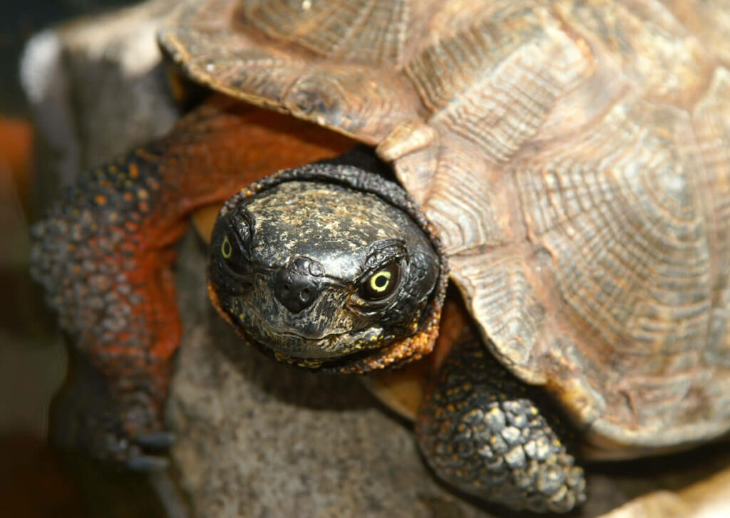 Turtle