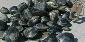 shellfish