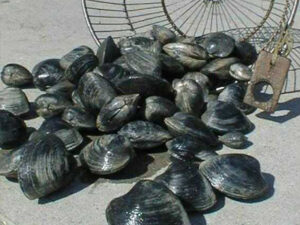 shellfish