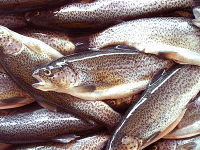 fish consumpt