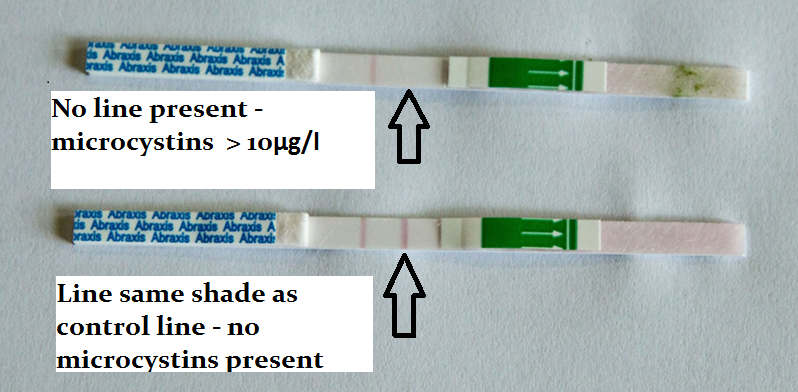 test strip 3 HABs test strip