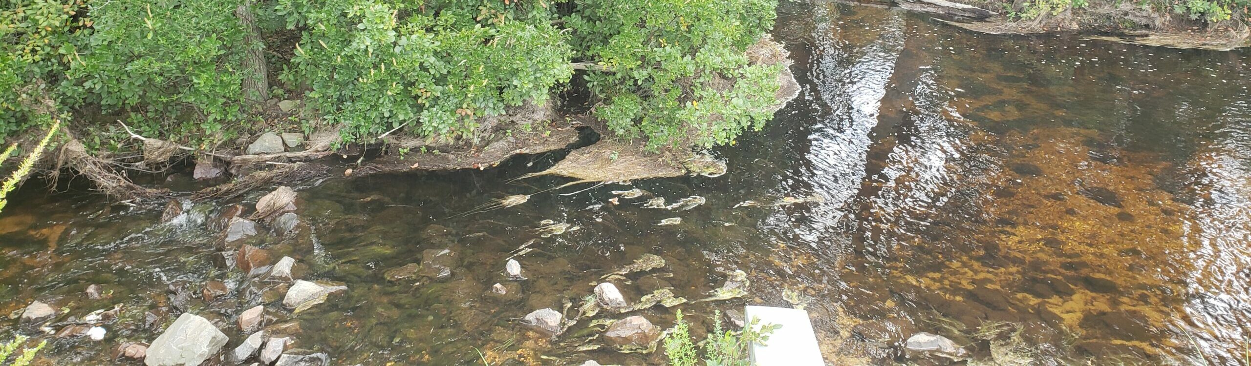 Wells Mills primary outlet stream 09232021