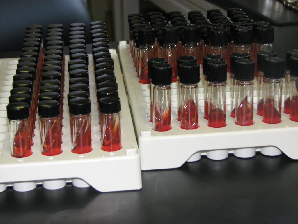 lab-vibrio