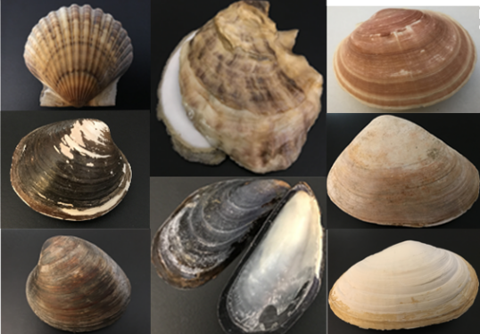 shellfish collage
