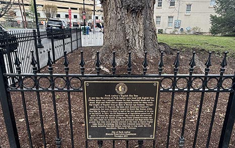 Perth Amboy English Elm