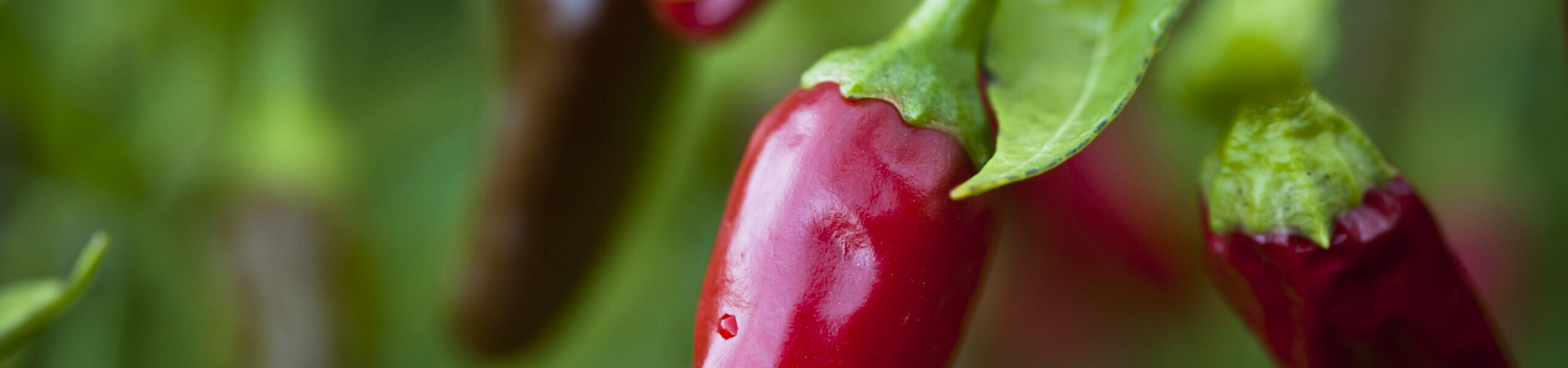 Close-up red chillis growing on a plant.